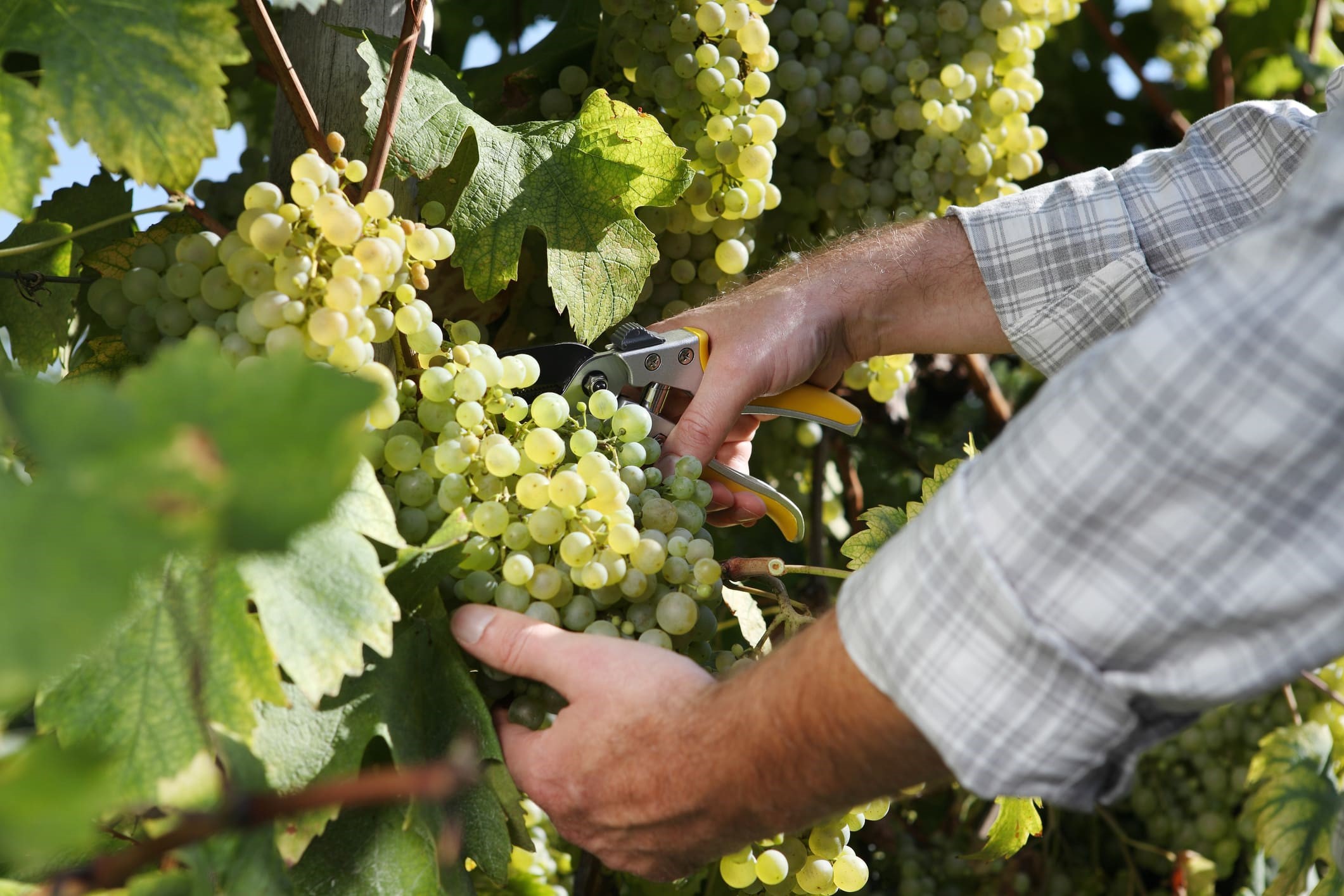 Vendemmia Colderove