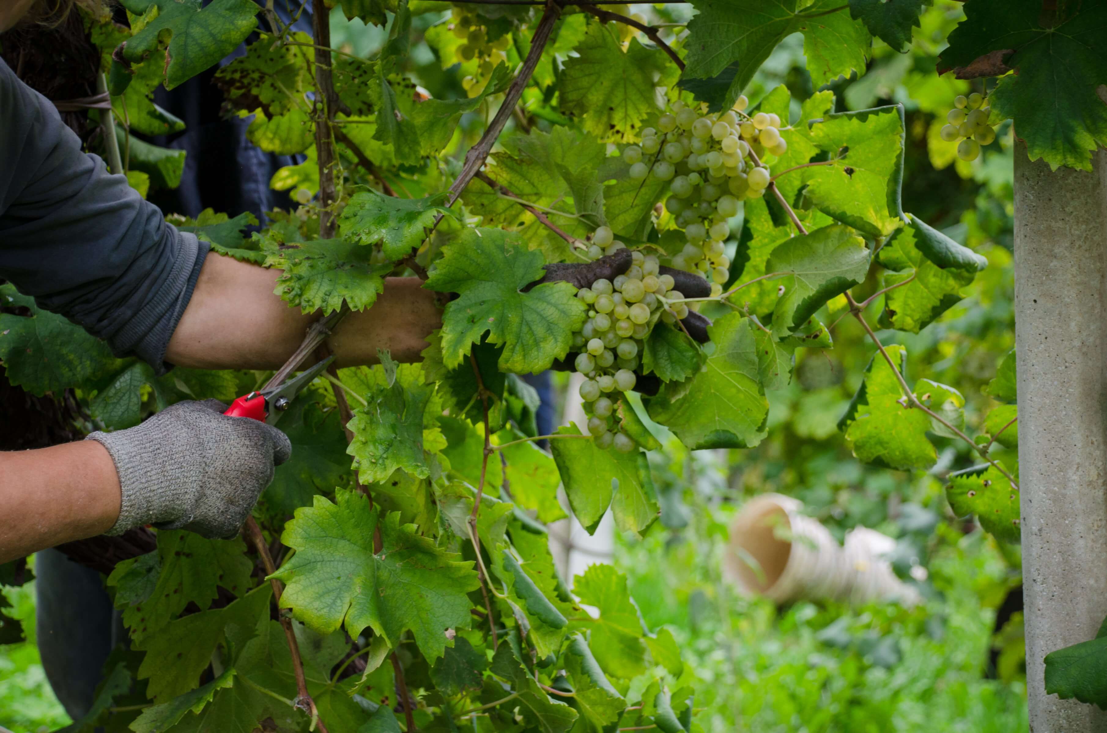 Vendemmia manuale Colderove