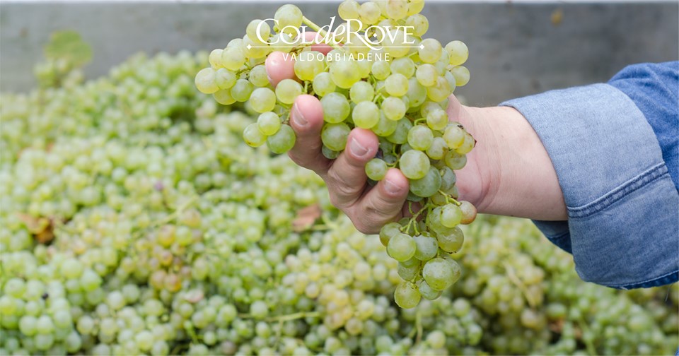 #MondoColderove vendemmia momento giusto