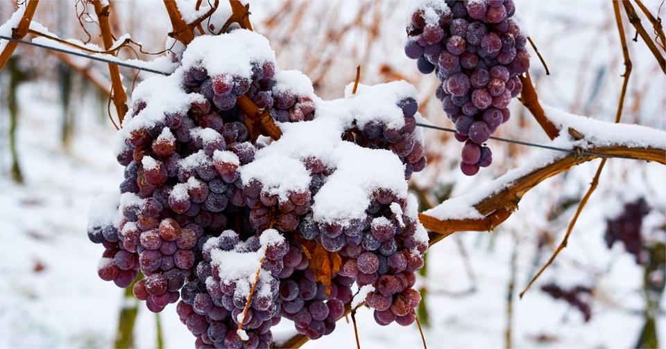 Colderove Vino di ghiaccio